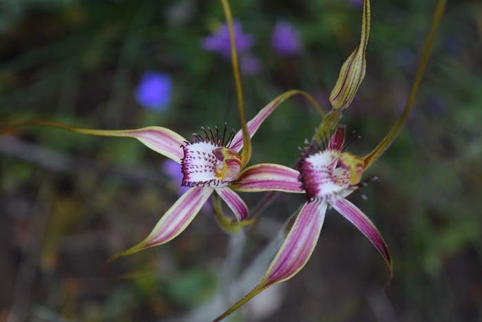 Caladenia - Orchid-spider-0062.JPG